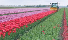 荷兰花卉业，美丽更有竞争力（他山之石）